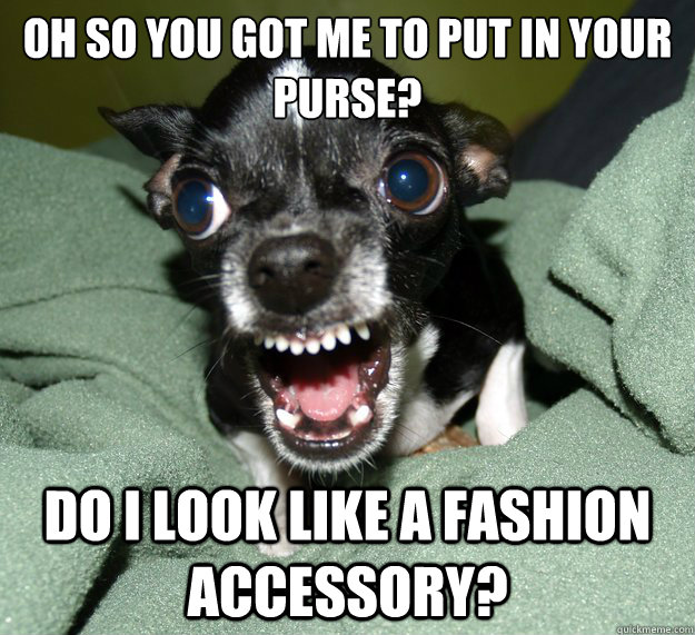 Oh so you got me to put in your purse? Do I look like a fashion accessory?  Chihuahua Logic