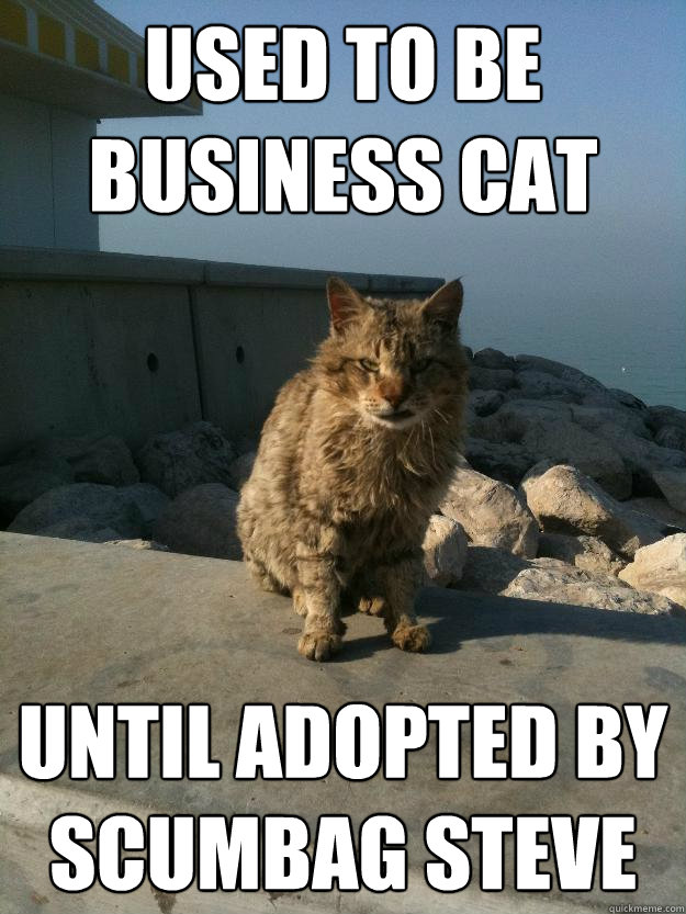 Used to be business cat until adopted by scumbag steve  Bitter Cat