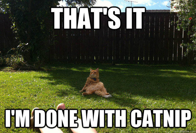 That's it i'm done with catnip - That's it i'm done with catnip  Hangover Cat