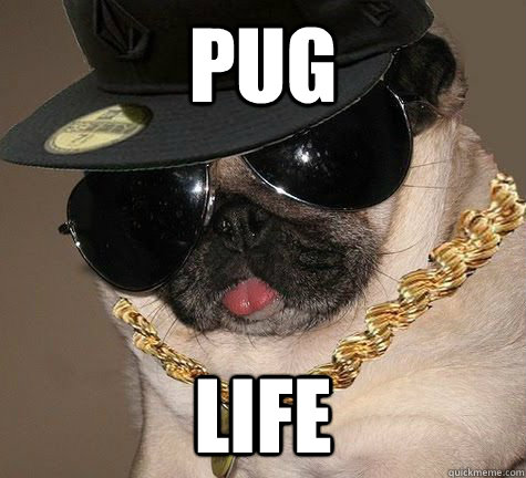 pug life  Gangster Pug