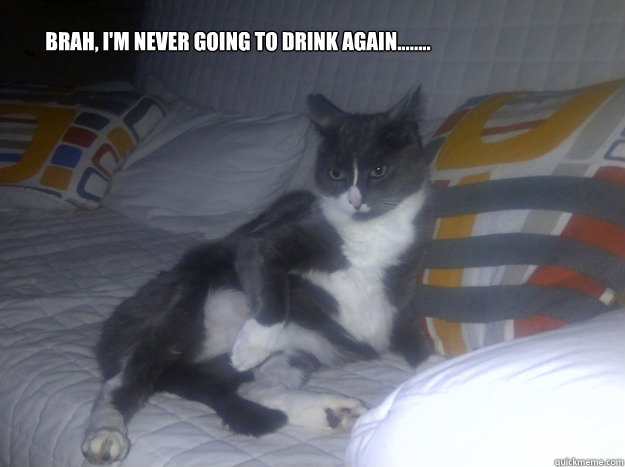 Brah, I'm never going to drink again........ - Brah, I'm never going to drink again........  Hungover Cat