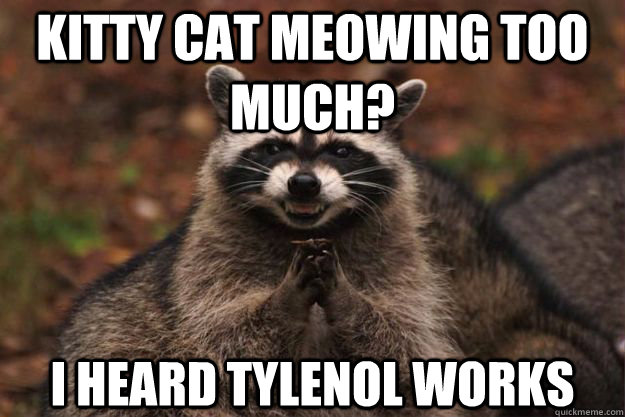 Kitty Cat meowing too much? I heard tylenol works  Evil Plotting Raccoon