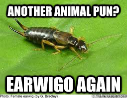 Another Animal pun? Earwigo again - Another Animal pun? Earwigo again  Surly Earwig