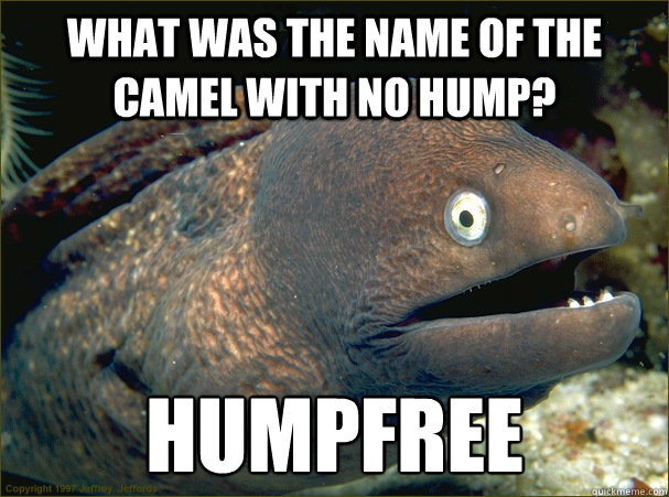 What was the name of the camel with no hump? humpfree  Bad Joke Eel