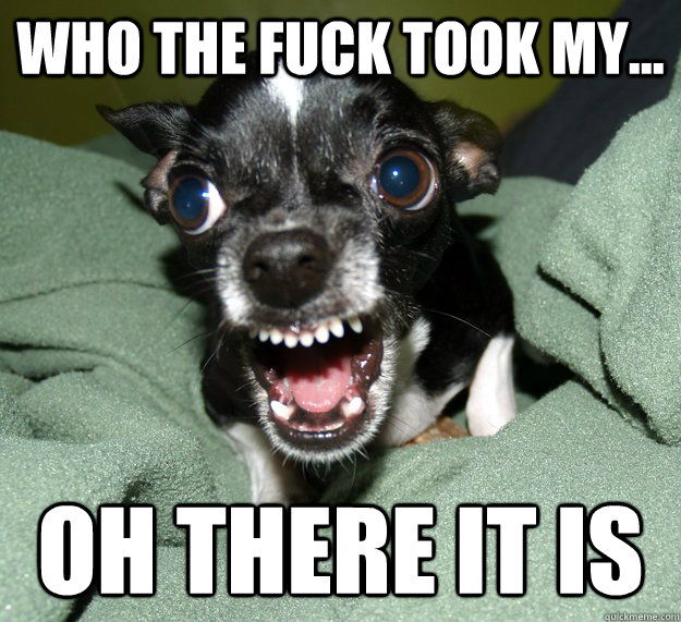 Who The fuck took my... oh there it is - Who The fuck took my... oh there it is  Chihuahua Logic