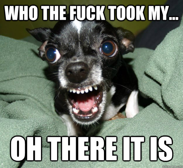 Who The fuck took my... oh there it is  Chihuahua Logic