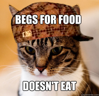 Begs for food doesn't eat  Scumbag Cat