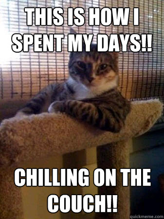 This is how I spent my days!! Chilling on the couch!!  The Most Interesting Cat in the World