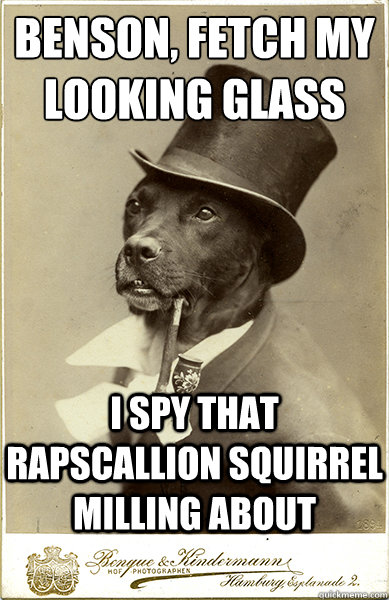 benson, fetch my looking glass
 i spy that rapscallion squirrel milling about  Old Money Dog