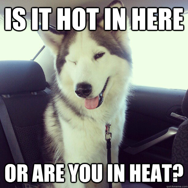 Is it hot in here or are you in heat?  