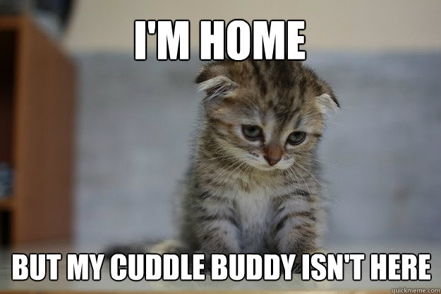 I'm home but my cuddle buddy isn't here  Sad Kitten