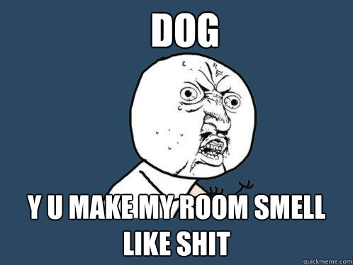 dog y u make my room smell like shit  Y U No