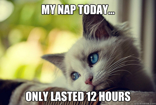 My nap today... only lasted 12 hours  First World Problems Cat
