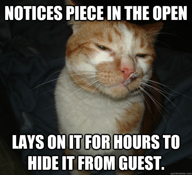 Notices piece in the open lays on it for hours to hide it from guest.  Good Guy Cat