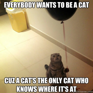 Everybody wants to be a cat cuz a cat's the only cat who knows where it's at  Sad Birthday Cat