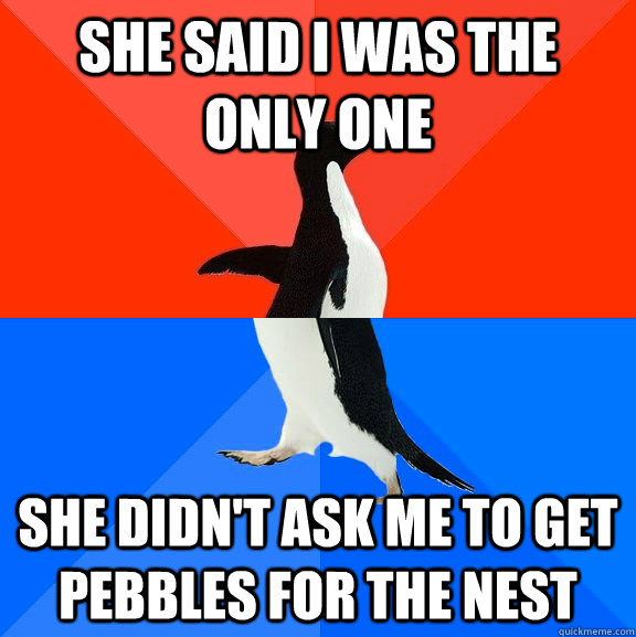 She said i was the only one She didn't ask me to get pebbles for the nest  Socially Awesome Awkward Penguin