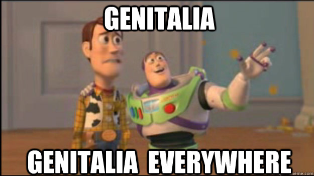 Genitalia  Genitalia  everywhere - Genitalia  Genitalia  everywhere  Misc