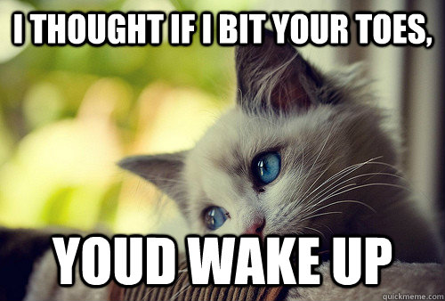I thought if i bit your toes, youd wake up  First World Problems Cat