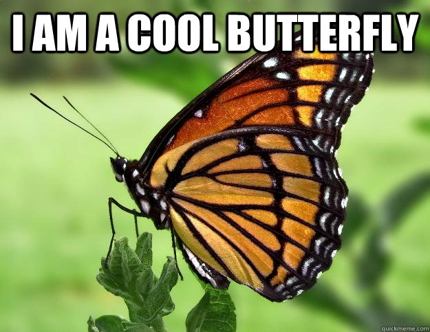 I am a cool butterfly   cool butterfly