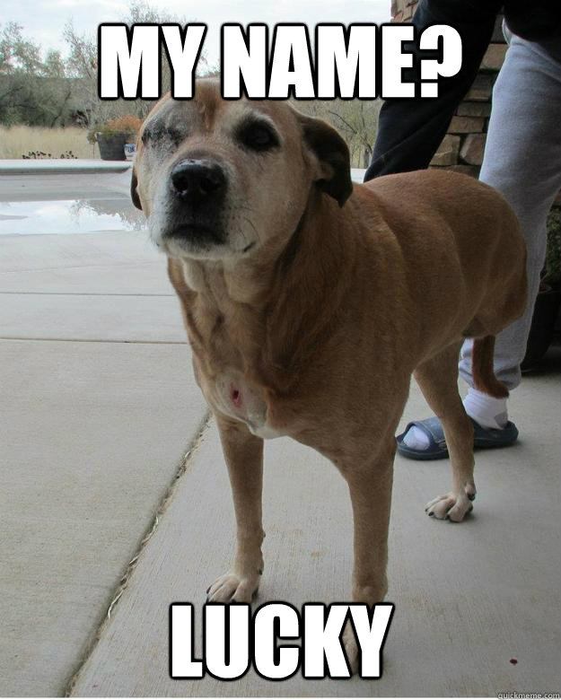 my name? lucky  overly tough dog