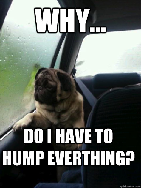 WHY... Do I have to hump everthing?  Introspective Pug