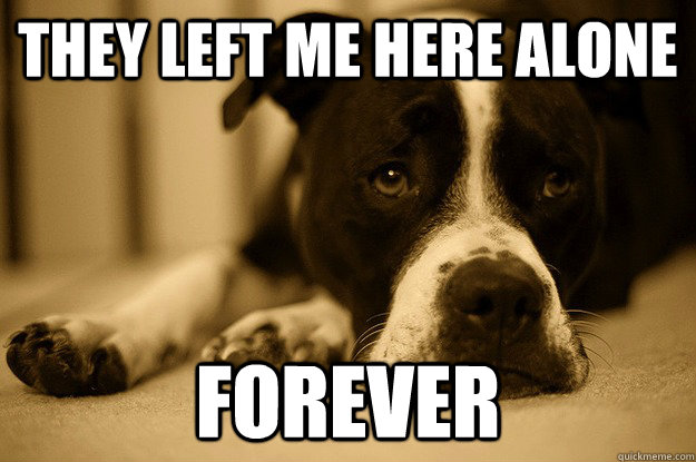 They left me here alone Forever  First world problems dog