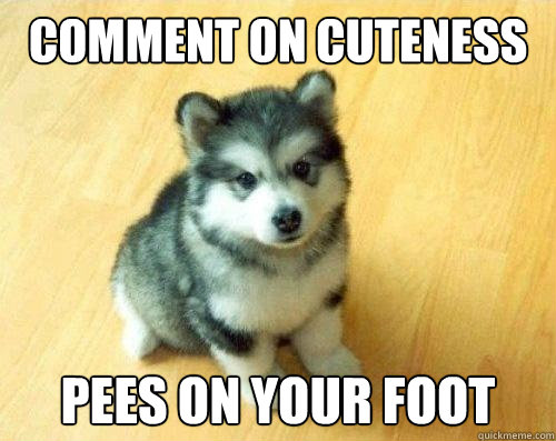 Comment on cuteness Pees on your foot  Baby Courage Wolf