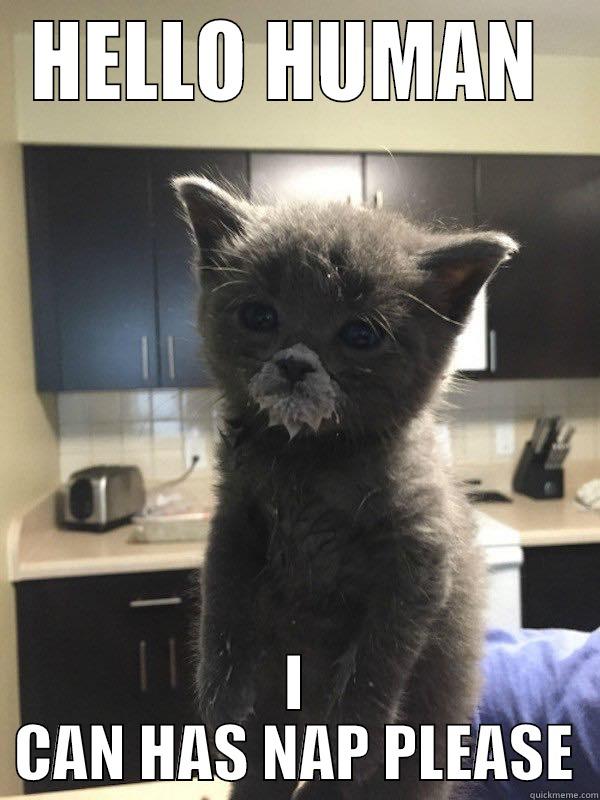 HELLO HUMAN  I CAN HAS NAP PLEASE Misc
