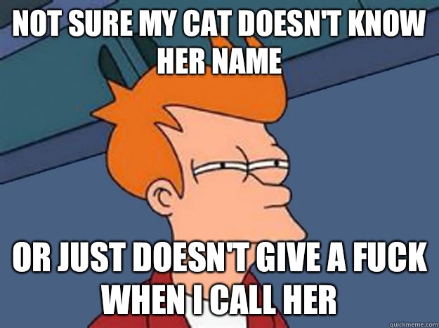 Not Sure my cat doesn't know her name or just doesn't give a fuck when I call her - Not Sure my cat doesn't know her name or just doesn't give a fuck when I call her  Unsure Fry