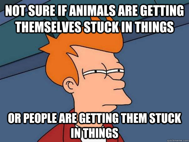 Not sure if animals are getting themselves stuck in things Or people are getting them stuck in things  Futurama Fry