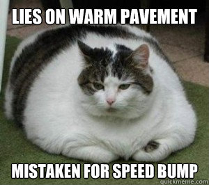lies on warm pavement mistaken for speed bump  Fat Cat