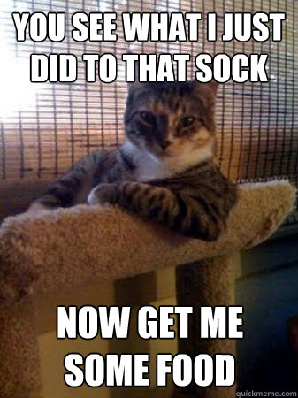 You see what I just did to that sock Now get me some food  The Most Interesting Cat in the World