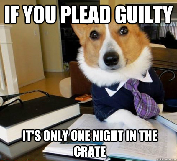 If you plead guilty it's only one night in the crate  Lawyer Dog
