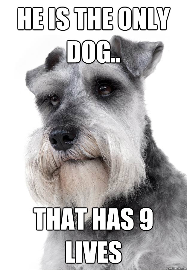 He is the only dog.. that has 9 lives  The Most Interesting Dog in the World