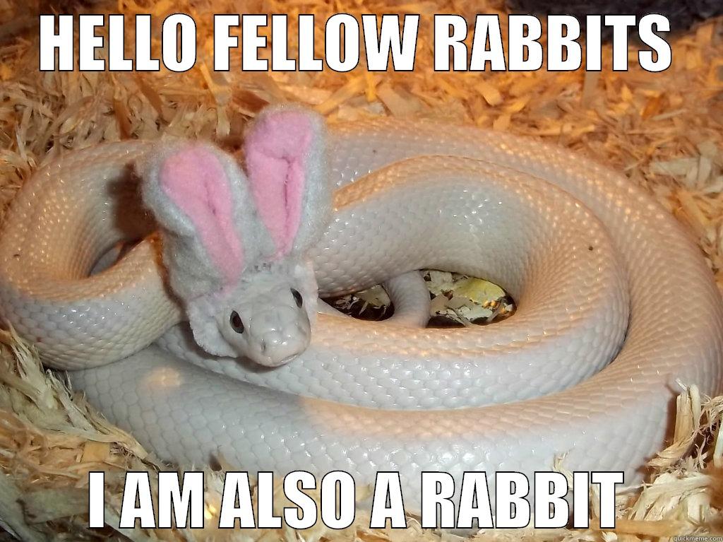 HELLO FELLOW RABBITS I AM ALSO A RABBIT Misc