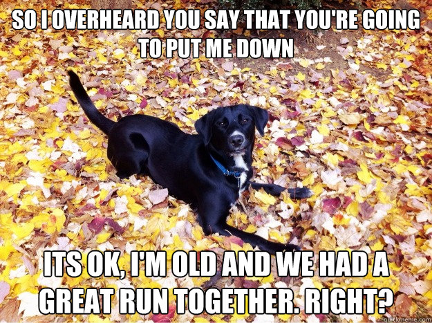 so i overheard you say that you're going to put me down its ok, i'm old and we had a great run together. right?  Guilt Giving Good Dog
