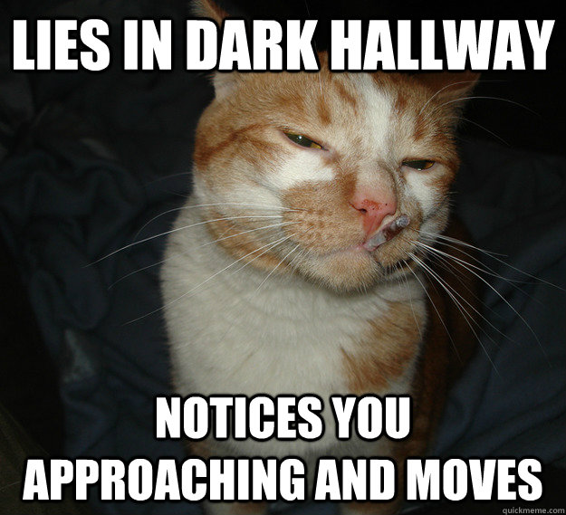 Lies in dark hallway notices you approaching and moves  Cool Cat Craig