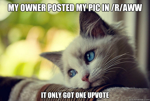 my owner posted my pic in /r/aww it only got one upvote  First World Problems Cat