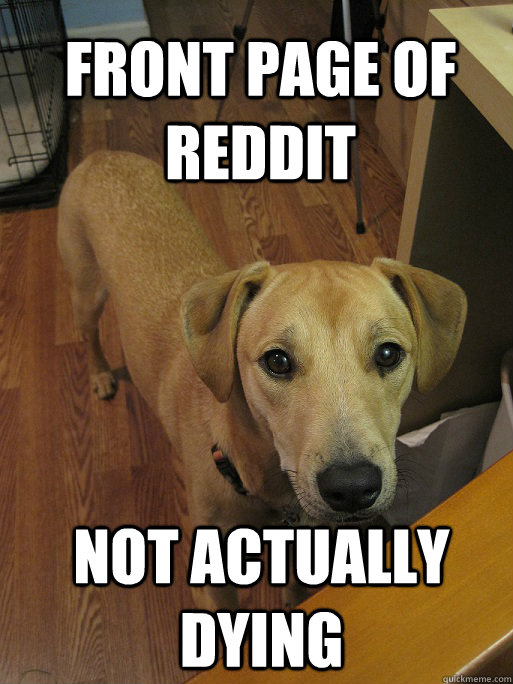 Front page of reddit not actually dying - Front page of reddit not actually dying  Redditors Dog
