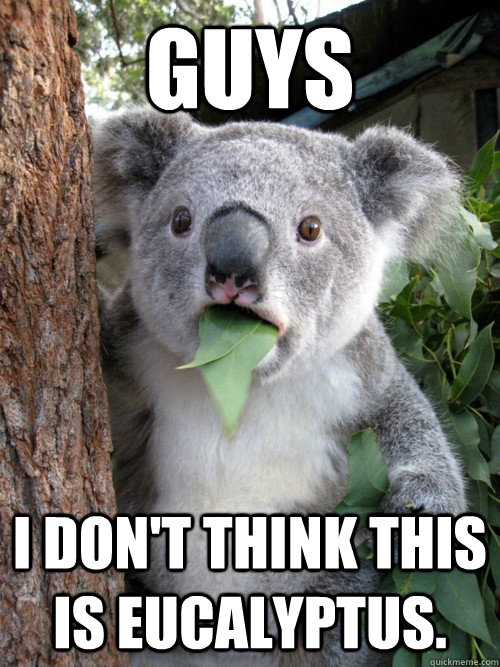 GUYS I don't think this is eucalyptus.  koala bear