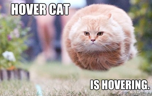 HOVER CAT is hovering.  hover cat