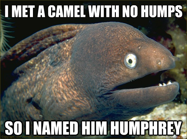 I met a camel with no humps
 so I named him humphrey - I met a camel with no humps
 so I named him humphrey  Bad Joke Eel