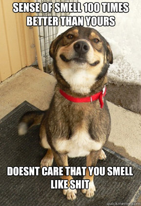sense of smell 100 times better than yours doesnt care that you smell like shit  Good Dog Greg