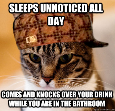 Sleeps unnoticed all day comes and knocks over your drink while you are in the bathroom - Sleeps unnoticed all day comes and knocks over your drink while you are in the bathroom  Scumbag Cat