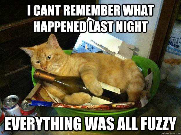I cant remember what happened last night everything was all fuzzy  Hangover Cat