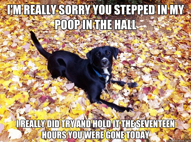 I'm really sorry you stepped in my poop in the hall I really did try and hold it the seventeen hours you were gone today  Guilt Giving Good Dog