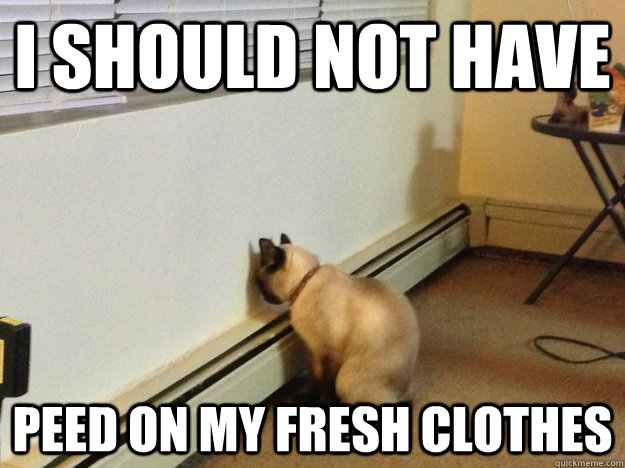 I should not have peed on my fresh clothes  Regretful Cat