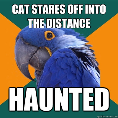 Cat stares off into the distance haunted   Paranoid Parrot