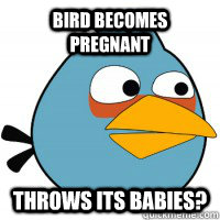 Bird becomes pregnant Throws its babies?   