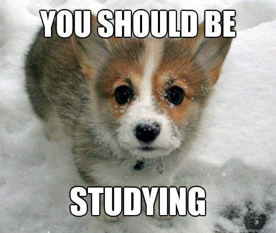You Should be Studying - You Should be Studying  Study Corgi